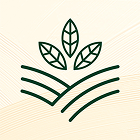 Mộc Nguyên Trà